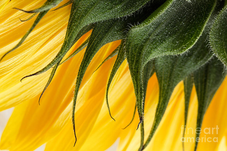 Sunflower Photograph - Sunflower Macro by Ann Garrett