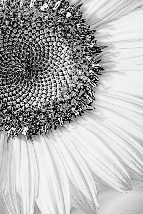 Sunflower Photograph - Sunflower Macro Black and White by Jennie Marie Schell