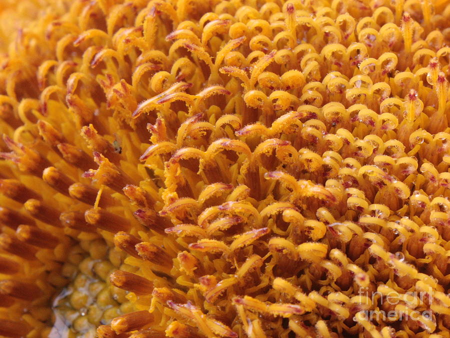 Sunflower Macro Photograph by Carol Groenen