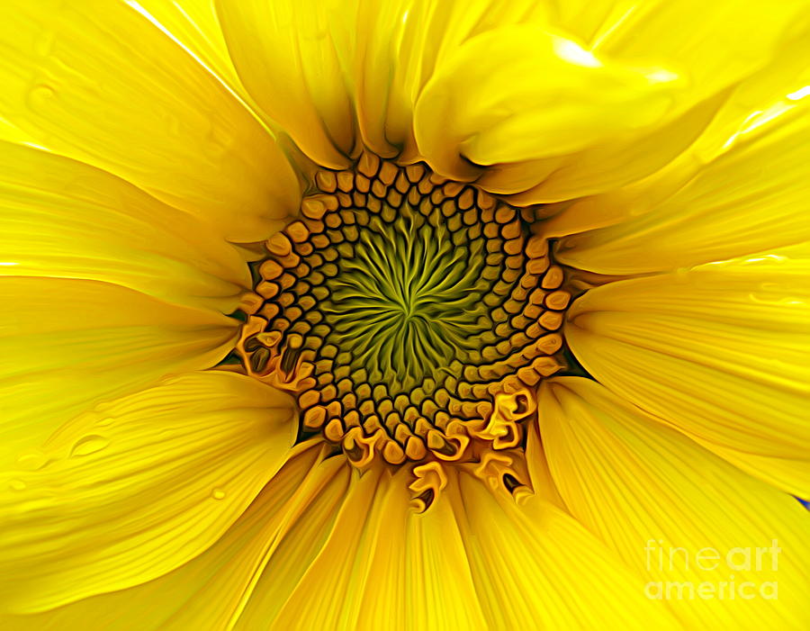 Sunflower Macro Expressionist Effect Photograph by Rose Santuci-Sofranko