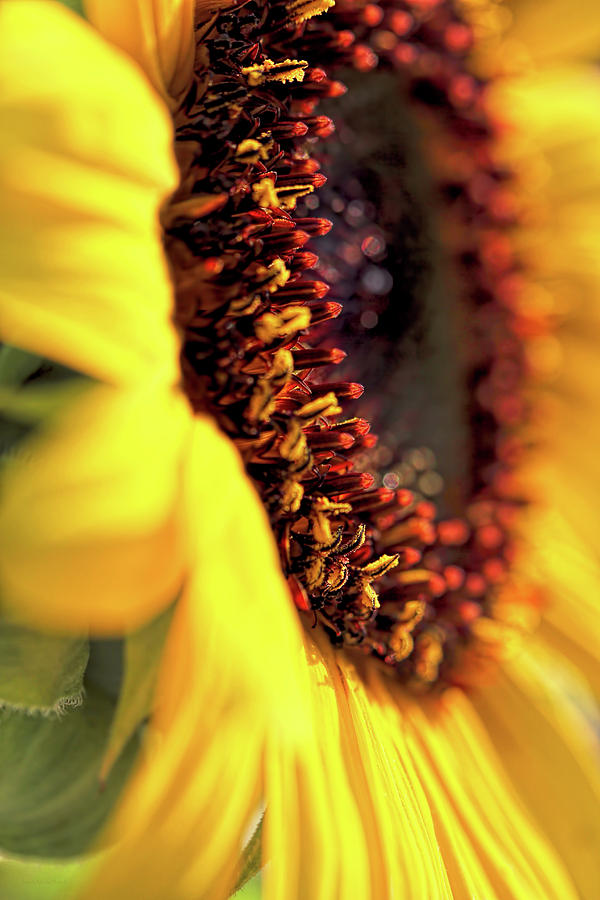 Sunflower Macro Photograph by Jennie Marie Schell