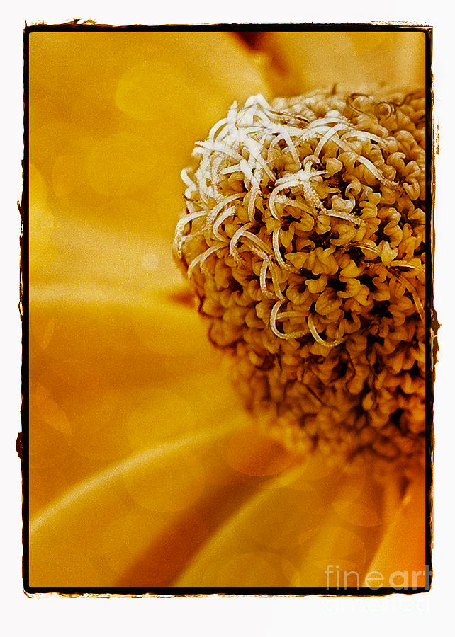 Sunflower Macro Photograph by Judi Bagwell