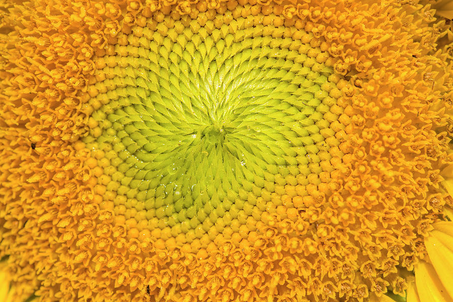 Sunflower Macro Photograph by Kathy Clark