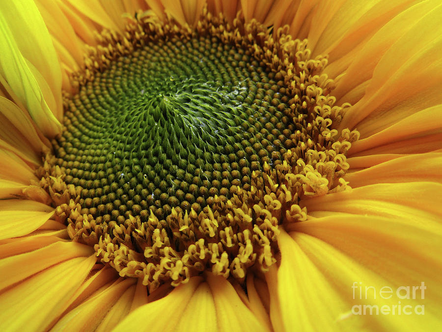 Sunflower Macro Photograph by Kim Tran