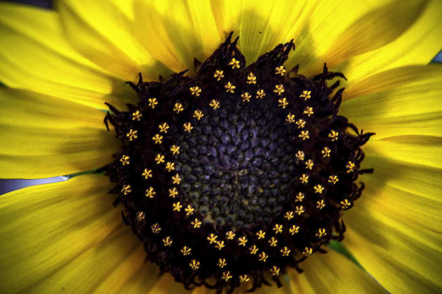 Sunflower Macro Photograph by Michael Just