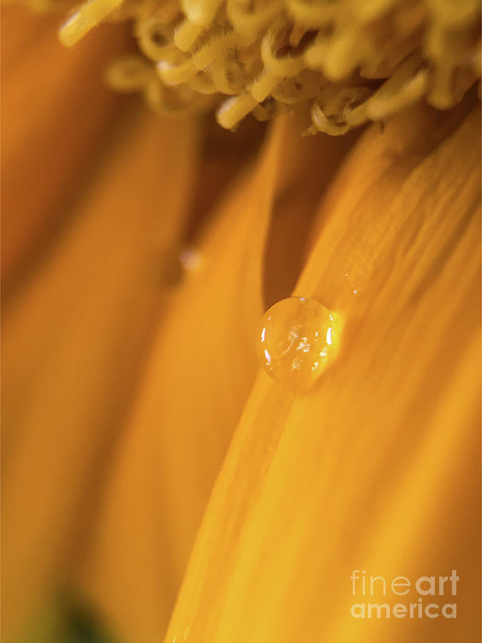 Sunflower Macro Photograph by Robert Yaeger