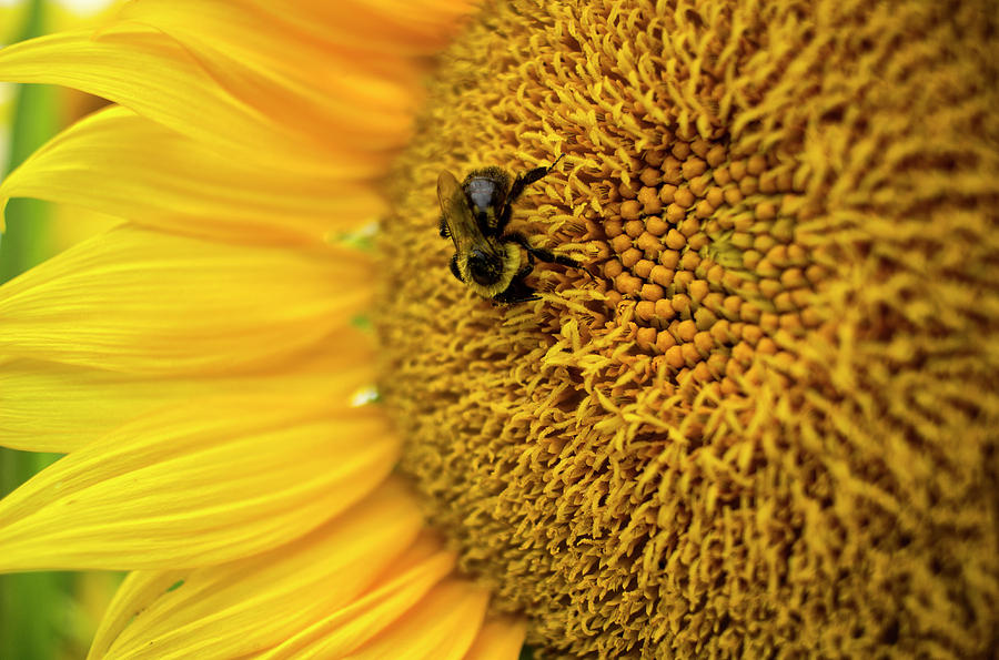 Sunflower Macro Photograph by Tammy Chesney