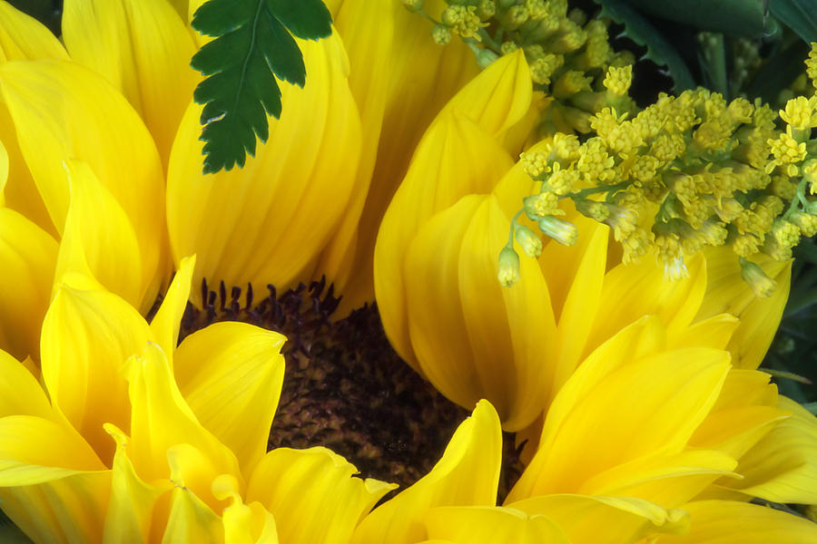 Nature Photograph - Sunflower Macro by Tom Mc Nemar