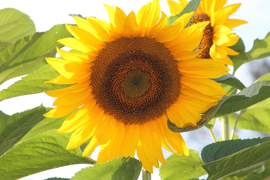 Sunflower Magic Photograph by Jill Black - Fine Art America