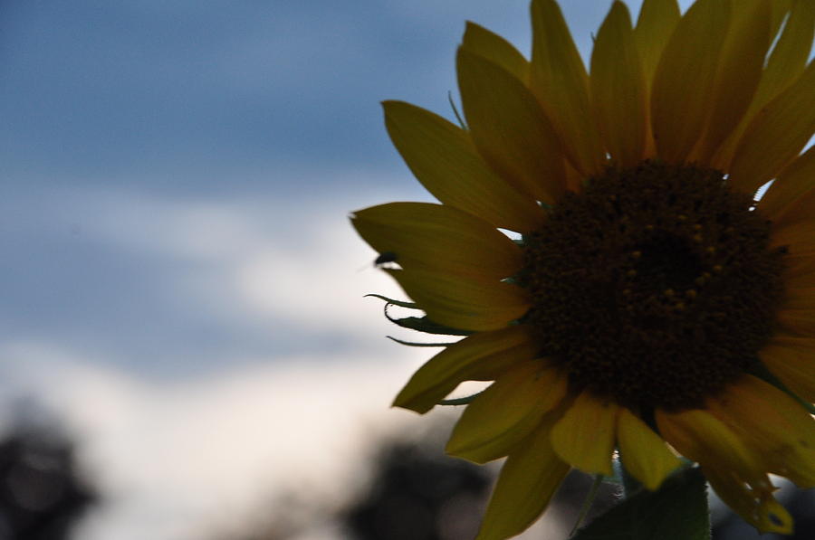 Sunflower Photograph by Mallory Jarosz Sunflower Photograph by Mallory Jarosz