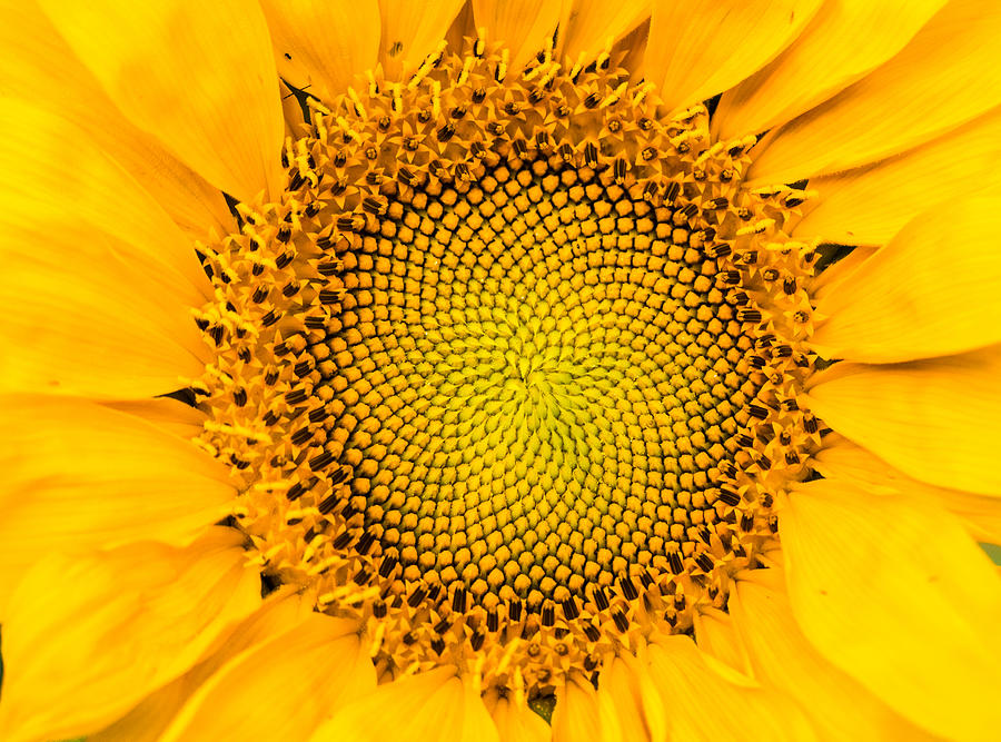Sunflower Mandala Photograph by Mindy Musick King