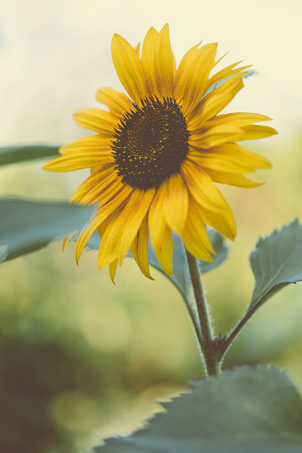 Sunflower Photograph by Marco Oliveira