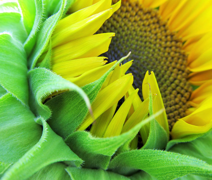 Sunflower Photograph by Marianna Mills