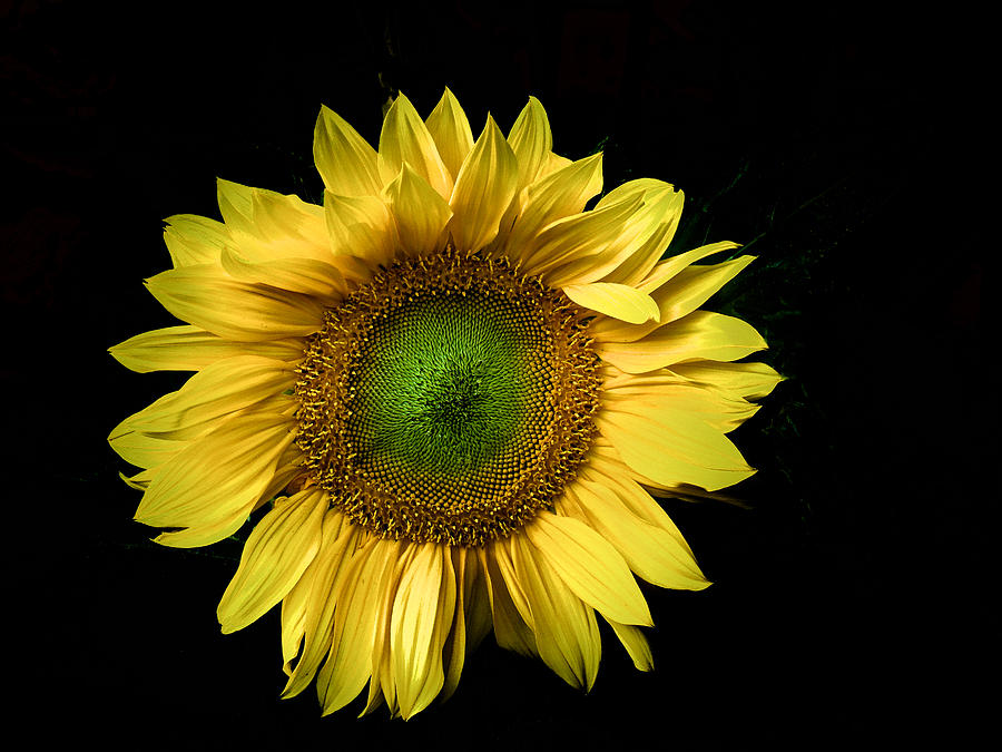 Sunflower Photograph by Mark Egerton