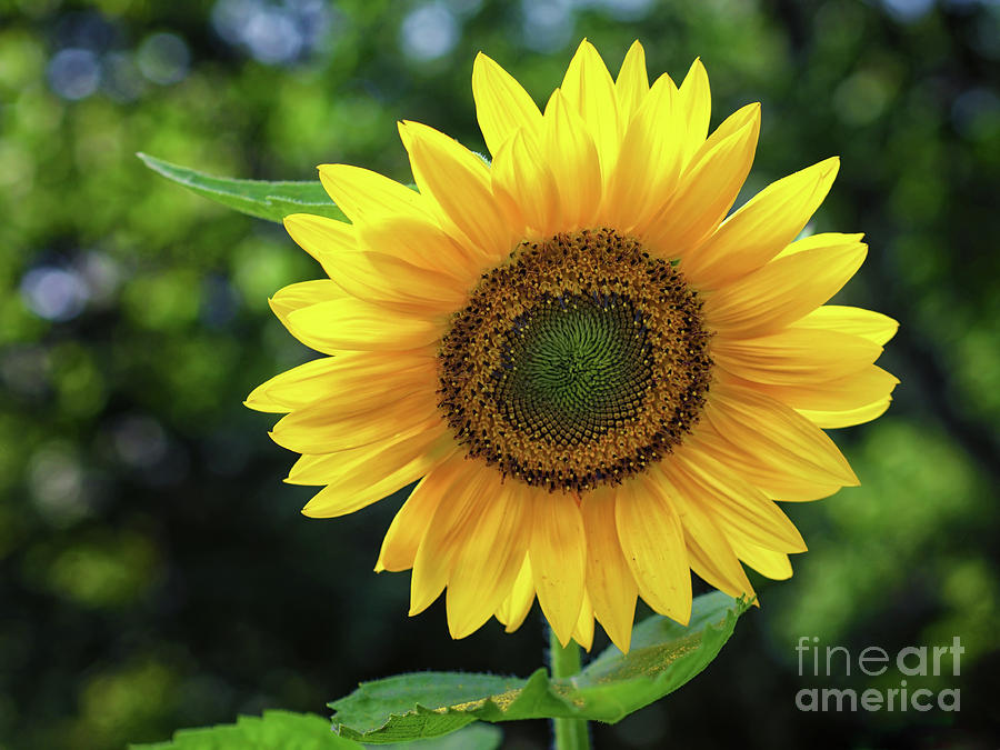 Sunflower Photograph by Mark Miller