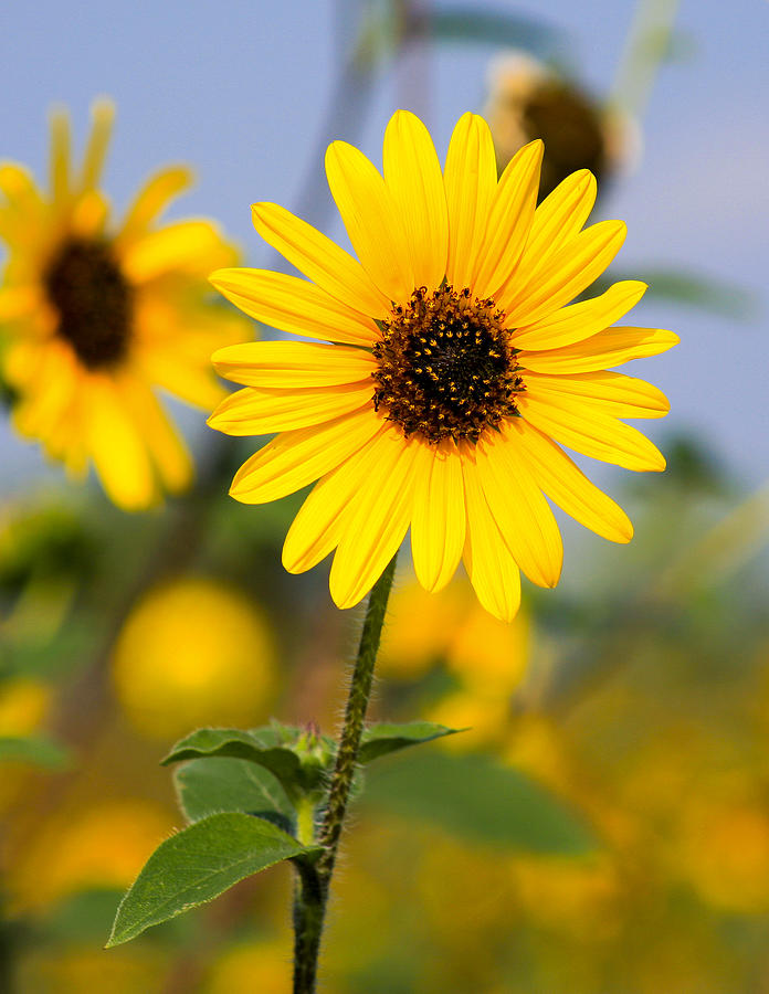 Spring Photograph - Sunflower by Mark Weaver