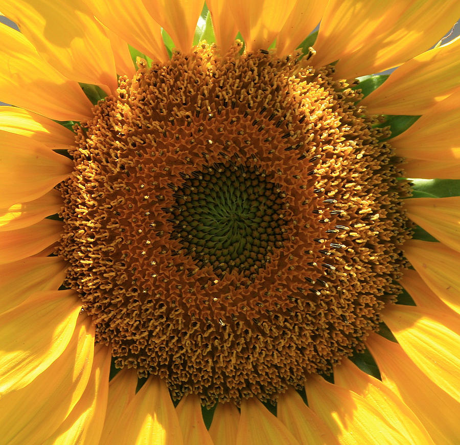Sunflower  Photograph by Marna Edwards Flavell