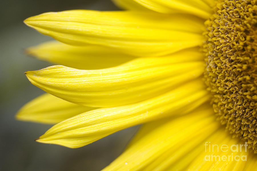 Sunflower Photograph by Mary Van de Ven - Printscapes