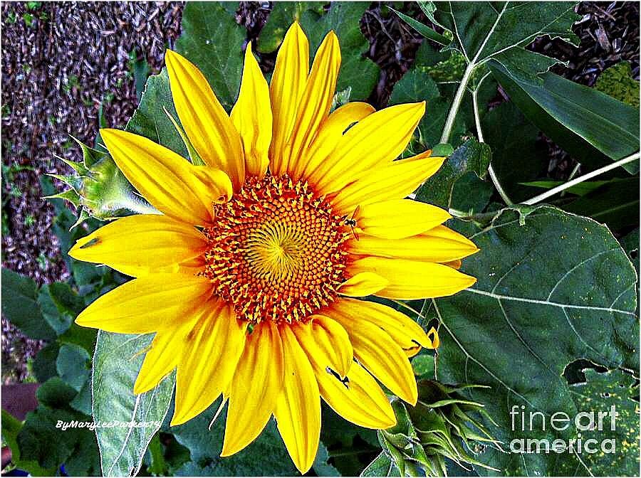 Sunflower Photograph by MaryLee Parker