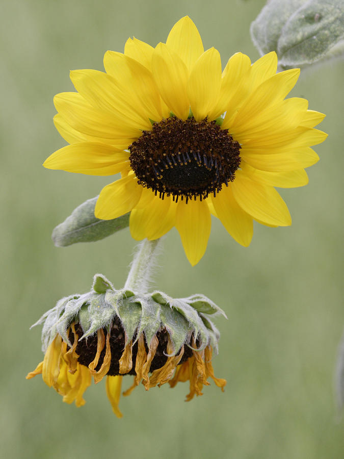 Sunflower Photograph by Masami Iida