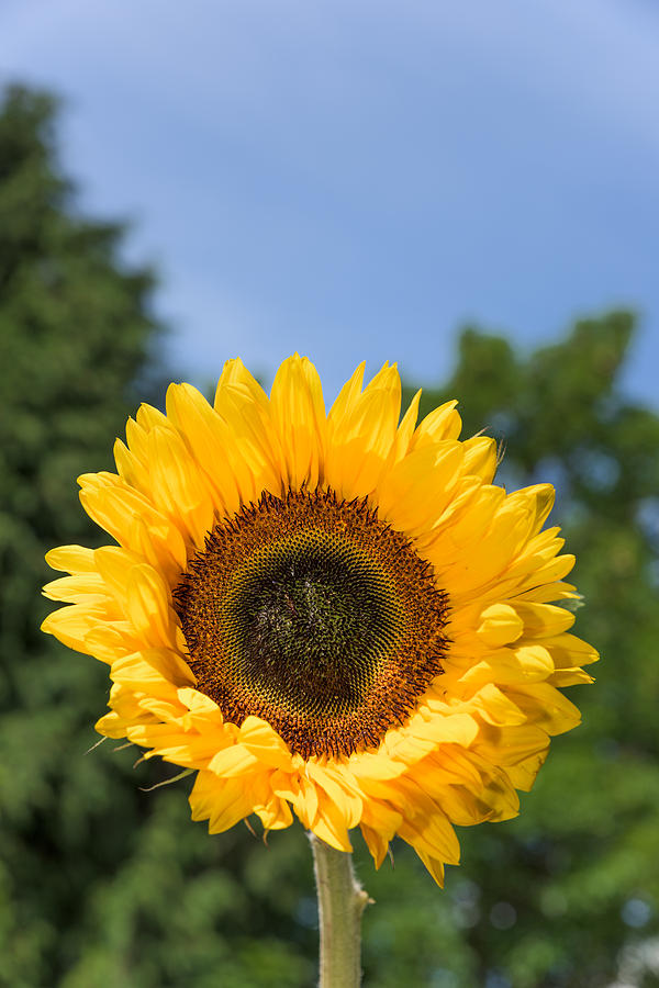 Sunflower Photograph by Matt Malloy