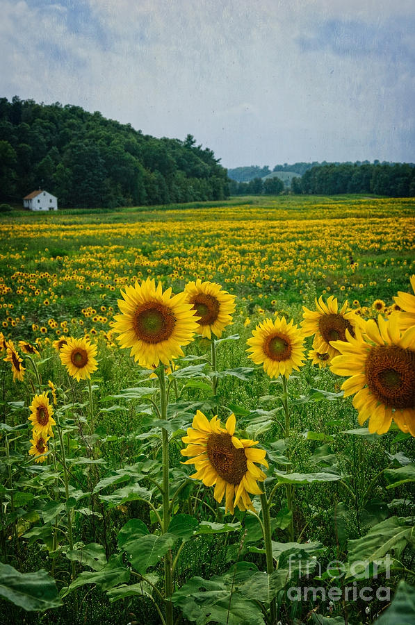 Sunflower Maze Photograph by Debra Fedchin
