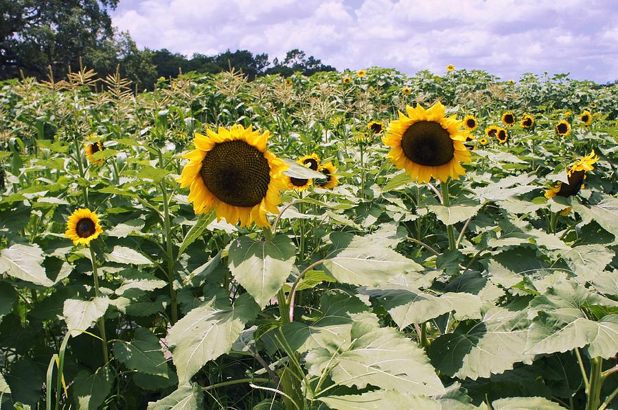 Sunflower Maze Photograph by Laurie Perry