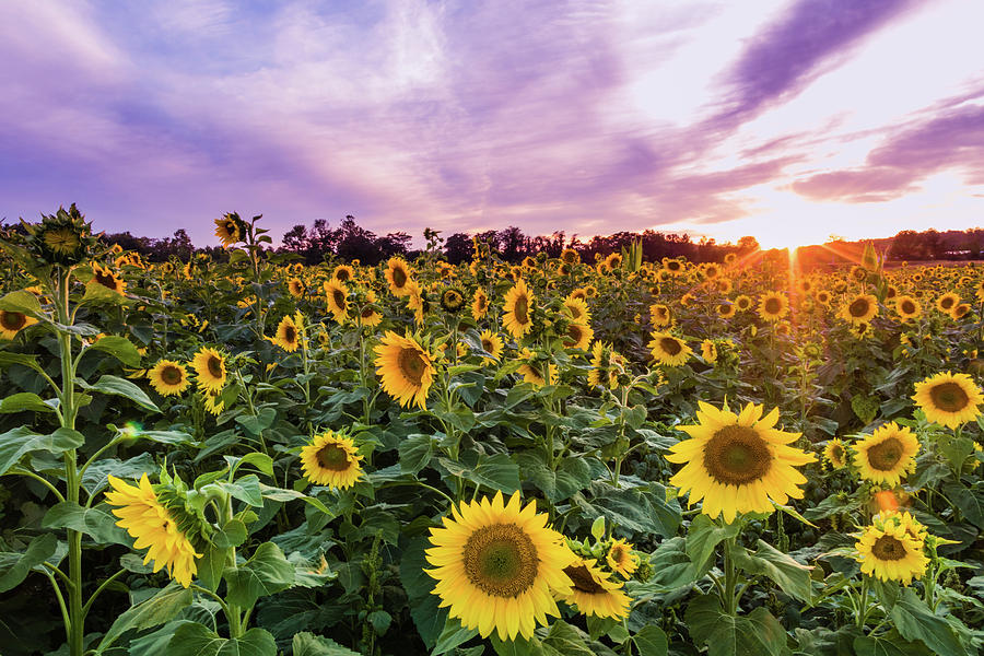 Sunflower Maze Sunbeams Photograph by Cheryl Fleishman