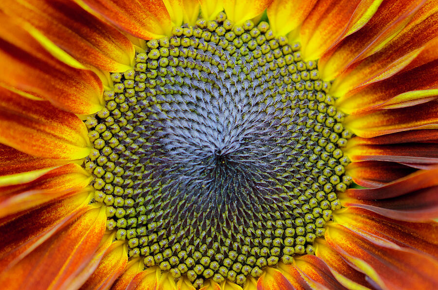 Sunflower For Ukraine Photograph by Linda Howes