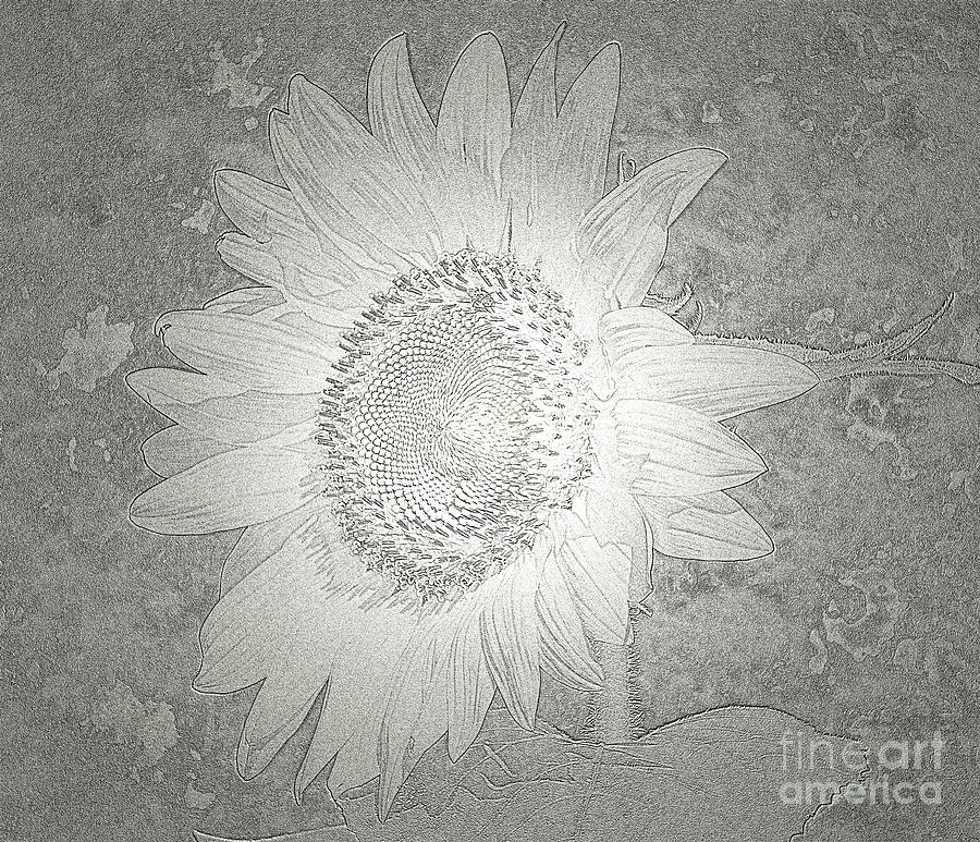 Sunflower Metallic Silver Glow Photograph