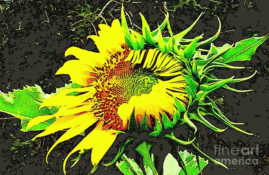 Sunflower Metamorphous Photograph by Michael Hoard