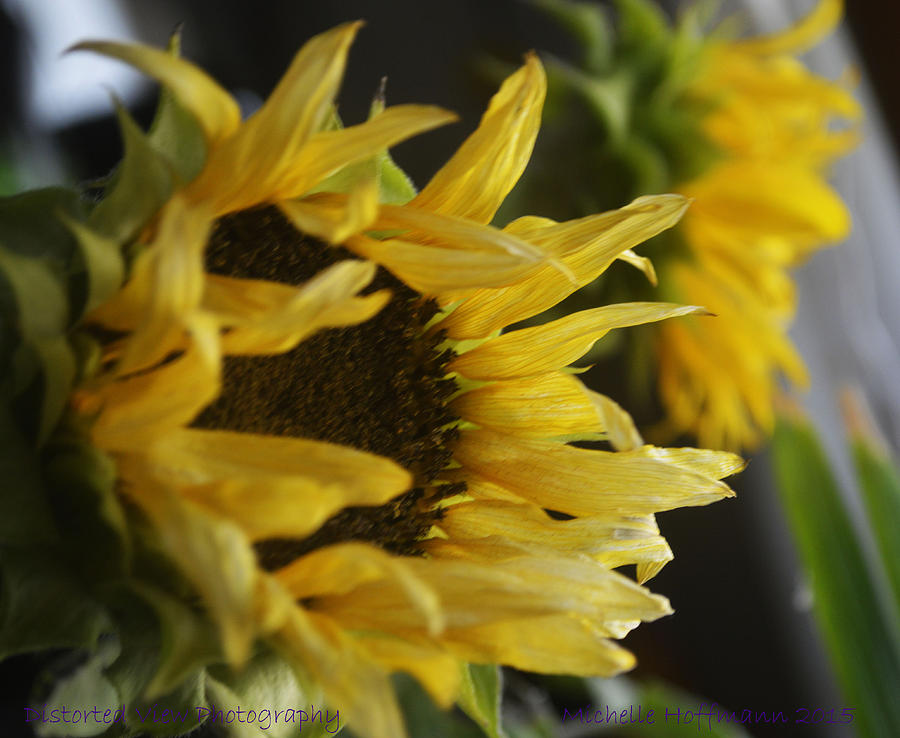Sunflower Photograph by Michelle Hoffmann