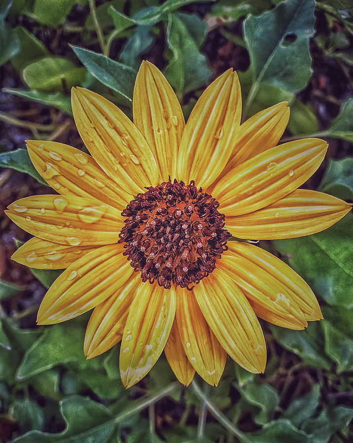 Sunflower Photograph by Mike Dunn