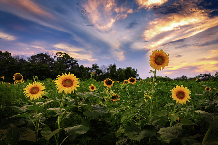 Sunflower Mingle Photograph by C  Renee Martin