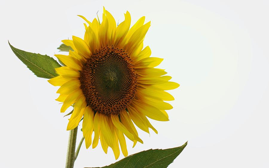 Sunflower Minimal Photograph by Joseph Skompski