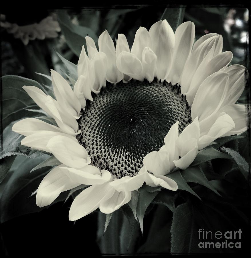 Sunflower Photograph by Miriam Danar