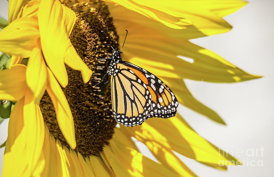 Sunflower Monarch Photograph by Cheryl Baxter