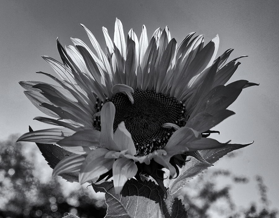 Sunflower Monochrome Photograph by Jeff Townsend