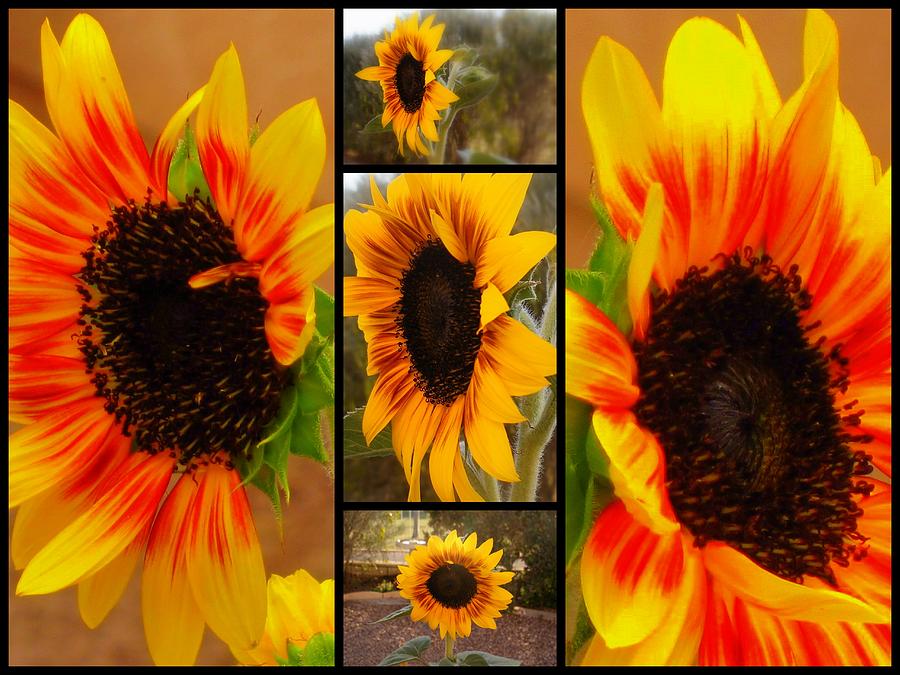 Sunflower Montage Photograph by Lessandra Grimley