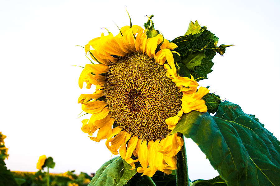 Sunflower Morning #1 Photograph by Mindy Musick King