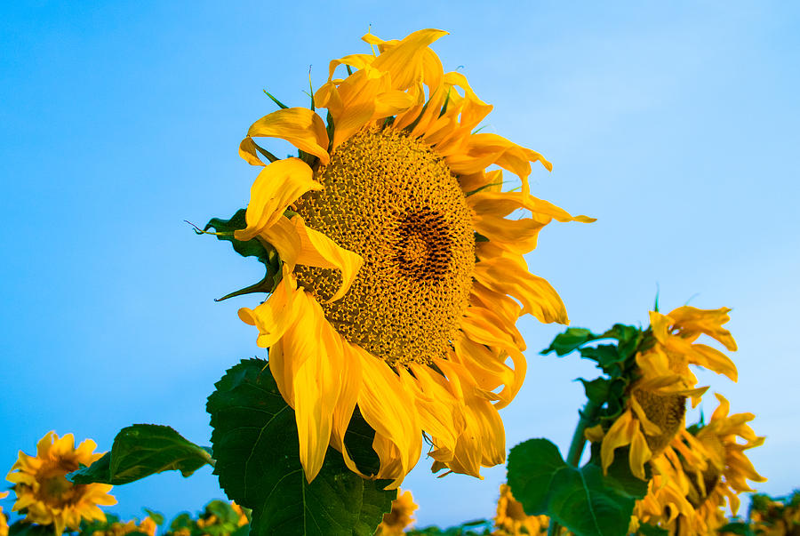 Sunflower Morning #2 Photograph by Mindy Musick King