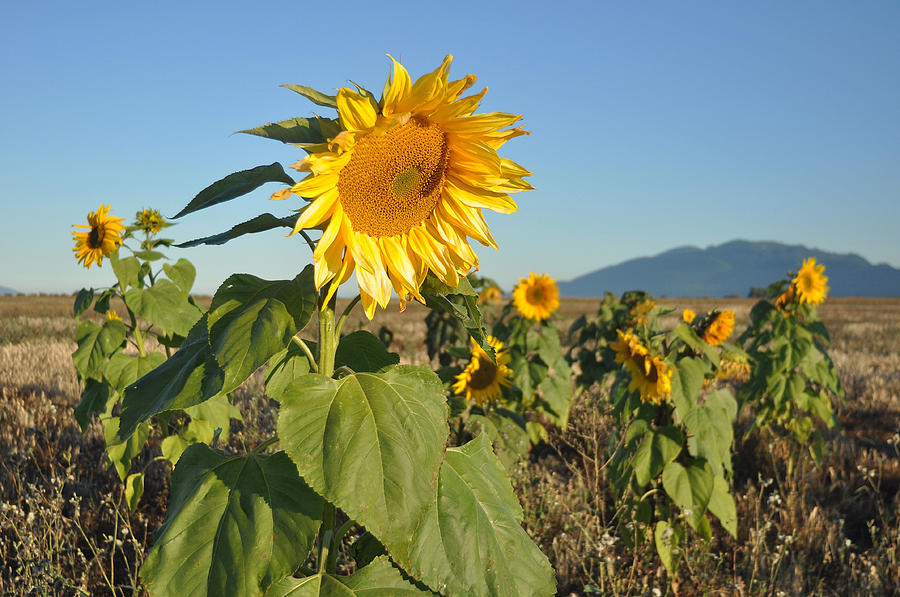 Sunflowers Photograph - Sunflower Morning by Brent Easley