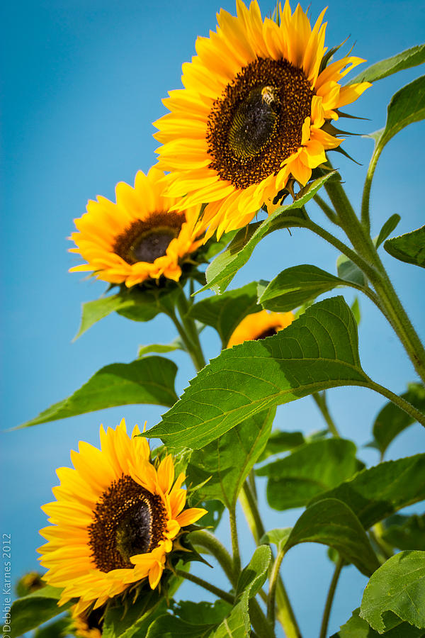 Sunflower Morning Photograph by Debbie Karnes