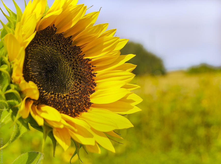 Sunflower Morning in Heidelberg Photograph by Debbie Karnes