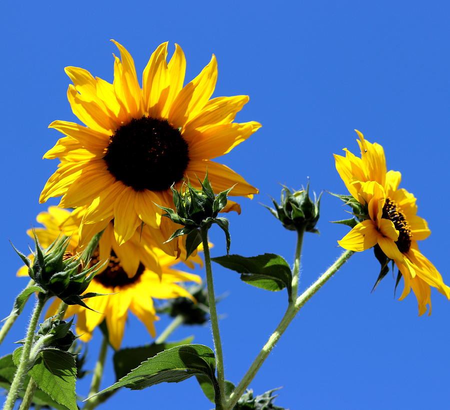 Sunflower Morning Photograph Photograph by Kimberly Walker