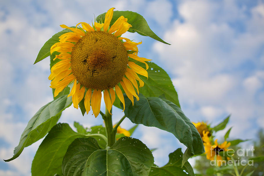 Sunflower Morning Photograph by Rachel Morrison