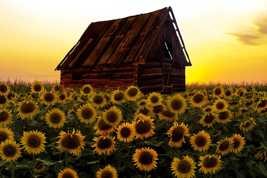Sunflower Morning with Barn Mixed Media by Movie Poster Prints