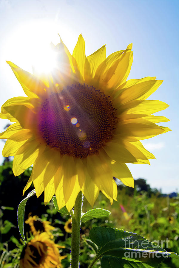 Sunflower Photograph by Morris Keyonzo