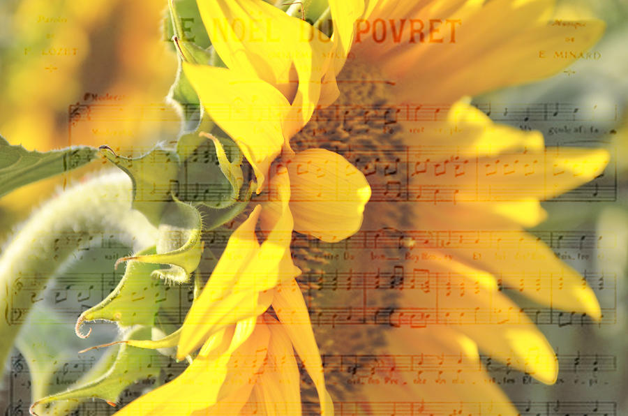 Sunflower music sheet Photograph by Gordana Stanisic - Fine Art America