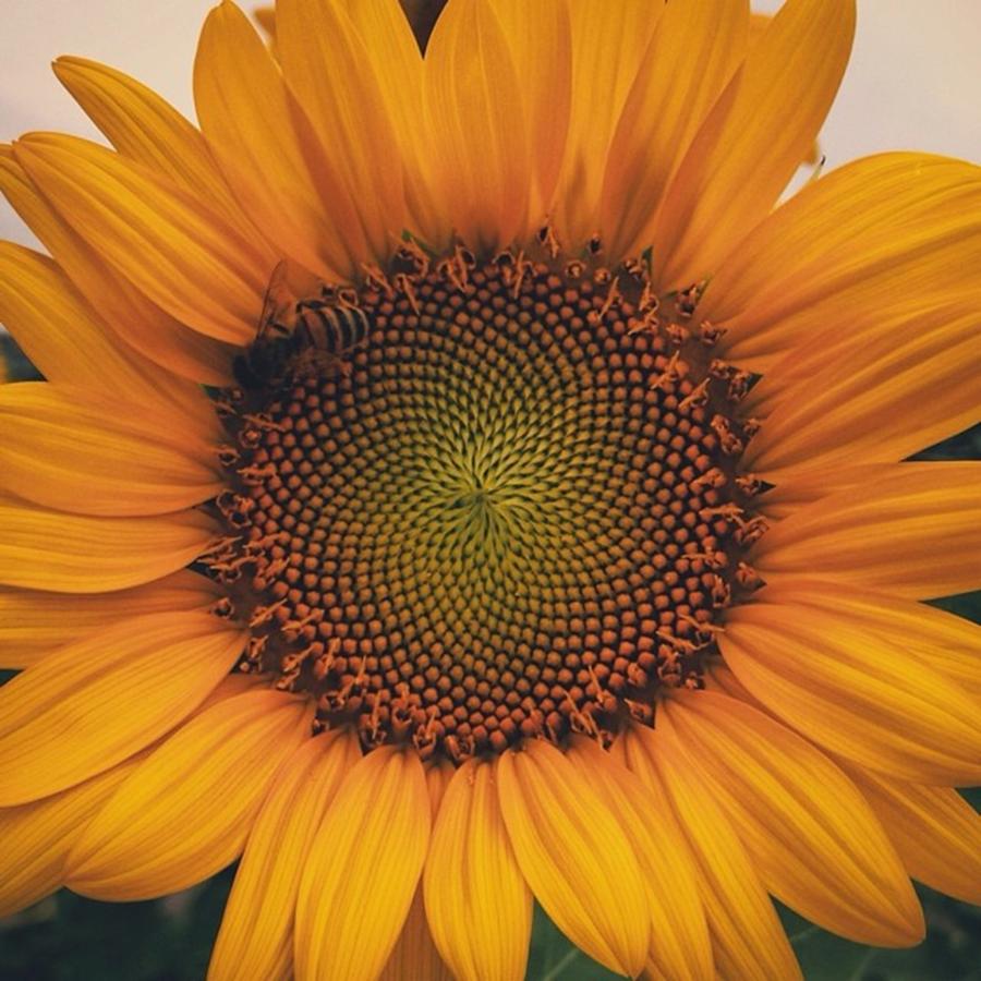 Sunflower Photograph - Sunflower.🌻 by Nagata Ryoichi